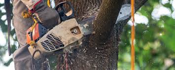 Best Firewood Processing and Delivery  in Bluff City, TN