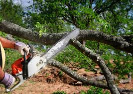 Best Utility Line Clearance  in Bluff City, TN